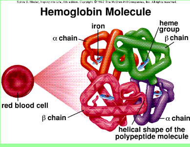 hemoglobin pricture